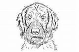 Wirehaired Jachthond Pointer Portret Caza Retrato Wijzer sketch template