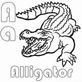 Gator Coloring Getdrawings Pages sketch template