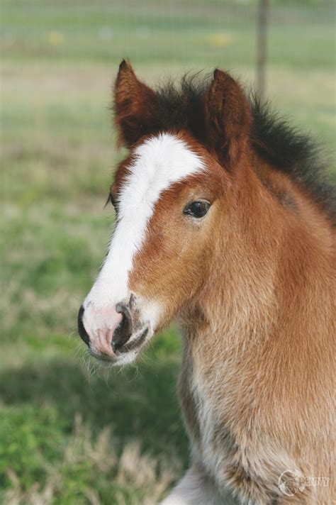 penny poster mooie paarden babypaarden dieren mooi