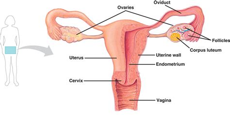 Female Reproductive System Scienceeasylearning