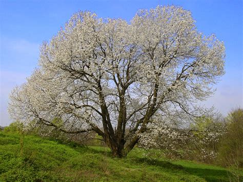 brianza centrale la fioritura del ciliegio monumentale  besana brianza