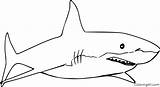 Shark Coloring Pages Great Simple sketch template