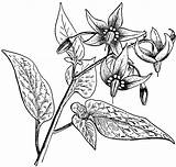Nightshade Bittersweet Dulcamara Solanum Belladonna Dn sketch template