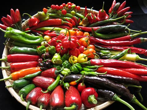 study  chilli genetics  lead  greater pepper varieties vegetable growers news