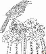 Coloring Arizona Bird Pages State Flower Cactus Printable Wren Saguaro Adult Blossom Hard Flowers Adults Difficult Advanced Print Animals Silhouettes sketch template