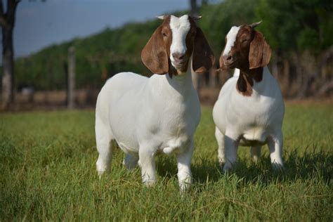 wisconsin meat goat association eager  serve members  farm