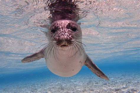 endangered marine animals    ocean conservancy