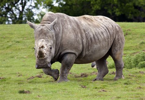 northern white rhinos left   world saloncom