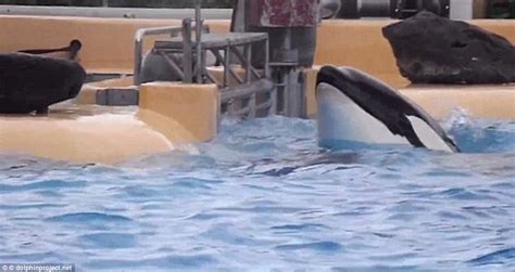 Tenerife Seaworld Vice President Insist Killer Whale Morgan Was Not