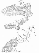 Vulture Griffon Coloring Designlooter sketch template
