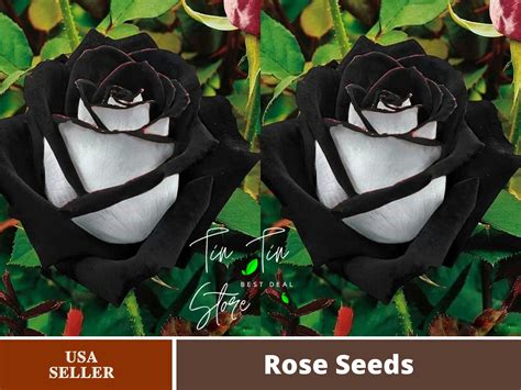 rare seeds black heart white rose flower seeds buy