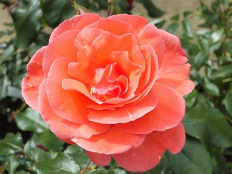 buy  standard rose happy anniversary ashwood nurseries