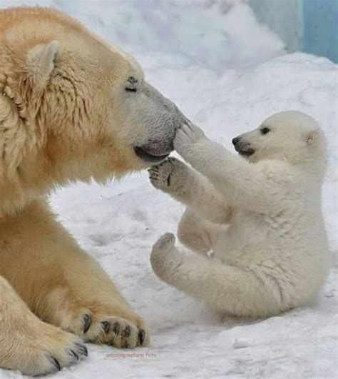 twitter baby polar bears cute animals animals