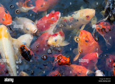 colored koi carp underwater   garden pond stock photo alamy