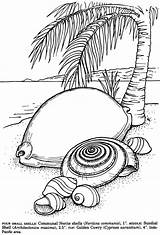 Shells Sea Seashells Dover Publications sketch template