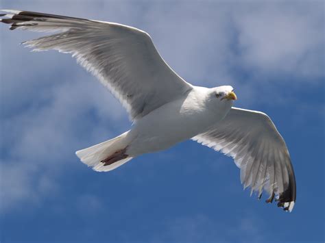 fileseagull flying jpg wikimedia commons