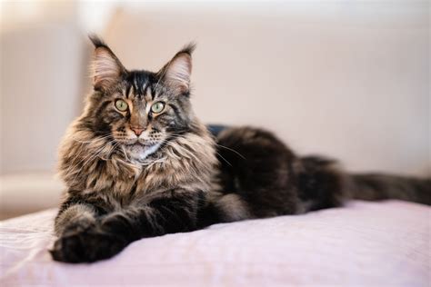 maine coon cat cost factors  considerations cattify