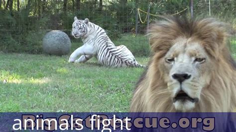 Lion Vs Tiger Real Fight 2016 Lion Vs Tiger Best Attack