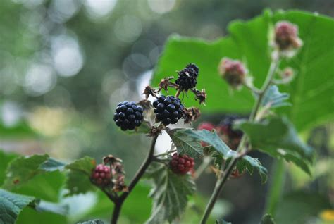 grow propagate blackberry plants stoney creek farm