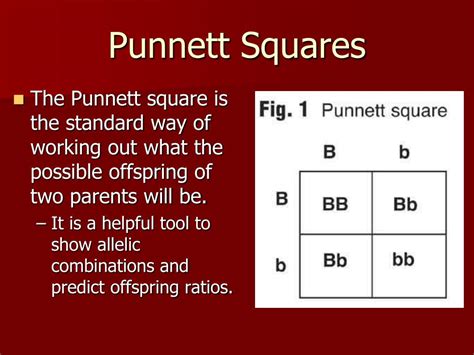Ppt Genetics Using Punnett Squares Powerpoint Presentation Free
