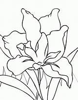 Iris Coloring Flower Pages Flowers Year Drawings Printable Handipoints Color Drawing Olds Line Paint Cool Colouring Spring Old Library Clipart sketch template