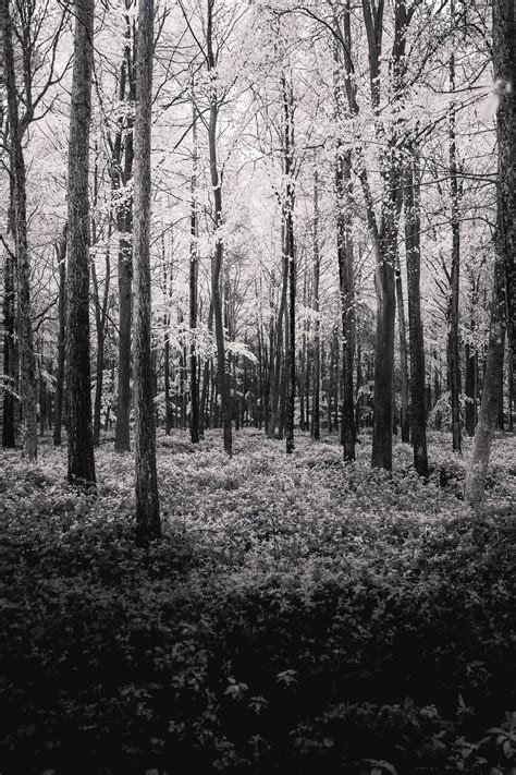 black  white forest oxfordshire  freddie ardley photography