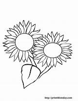 Coloring Pages Sun Printable Library Clipart Sunflower sketch template