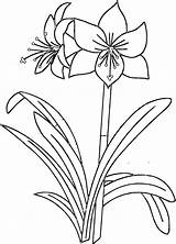 Amaryllis Coloring Pages Flower Printable Printables Flowers 194kb Coloringbay Visit Sheets sketch template