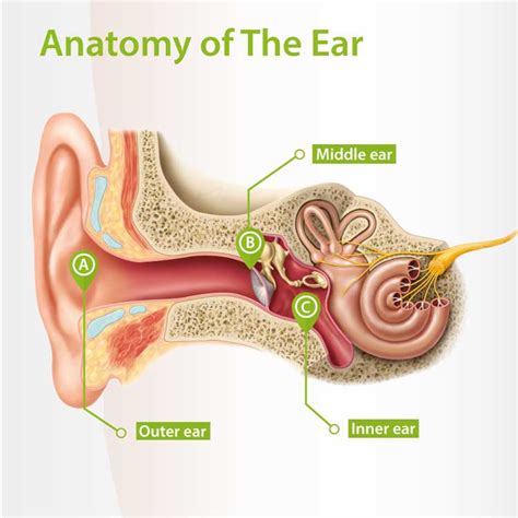human ear structure    works connect hearing