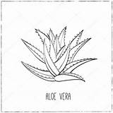 Aloe Vera Colorear Planta Royalty Engraving Getdrawings sketch template