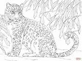 Coloring Leopard Amur Pages Drawing Printable Baby Snow Line Leopards Color Kids Print Sketch Click Drawings Super Skip Main sketch template