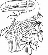 Toucan Coloring Pages Assorted Kids Animal Christiananswers Para Colorear Animales Color Library Clipart Popular Printable sketch template