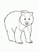 Bear Coloring Pages Brown Grizzly Printable Color Kids American Print Corduroy Drawing Animal Màu Tô Template Face Polar Getdrawings Cho sketch template