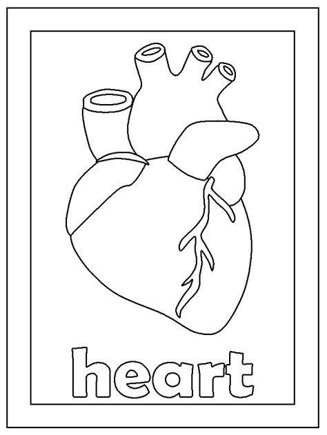 anatomical heart printables crafthubs heart coloring pages