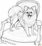 Coloring Dog Pages Pomeranian Chihuahua Dogs Puppy Printable Papillon Kids Adult Book Animal Adults Breed Colouring Dantdm Supercoloring Drawing Drawings sketch template