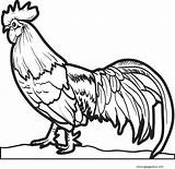 Chicken sketch template