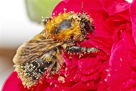 protecting pollinators fill your plate blog