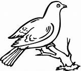 Coloring Doves Pages Super Clipartbest Clipart sketch template