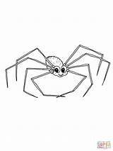 Daddy Legs Long Coloring Pages Cute Clipart Printable Tarantula Drawing Harvestmen Supercoloring Goliath Categories sketch template