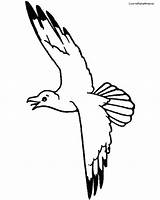 Seagull Flying Seagulls Coloring Pages Drawing Getdrawings Draw sketch template