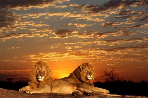 47 Best Cats Lions Nature Images On Pinterest Big Cats