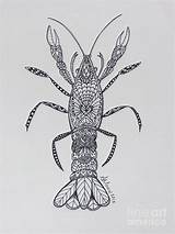 Crayfish Aimee sketch template