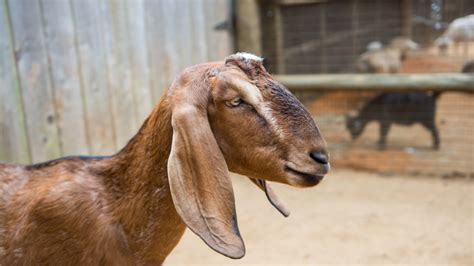 nubian goat  houston zoo
