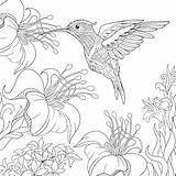 Coloring Pages Hummingbird Printable Color Hummingbirds Print Getcolorings sketch template