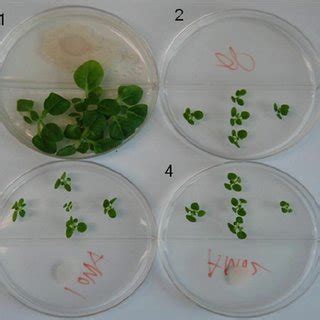 plant  bacillus strains  biofertilizers