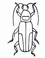 Beetle Insect sketch template