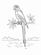 Macaw Coloring Pages Birds sketch template