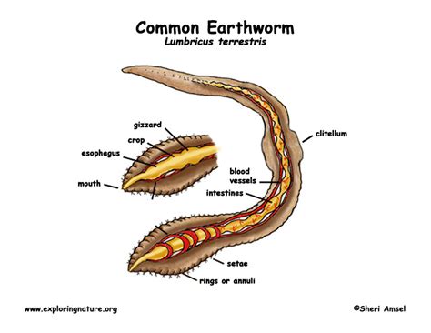 earthworm common