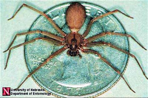 eeny299 in576 brown recluse spider loxosceles reclusa gertsch