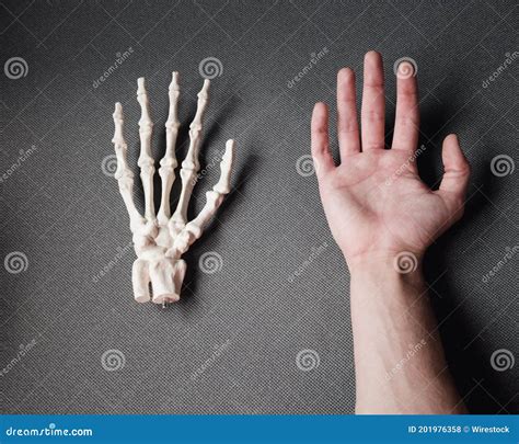 real human hand    hand bone model   grey background stock photo image